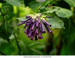 Image result for Iochroma