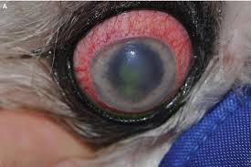 Image result for Ciliary Flush