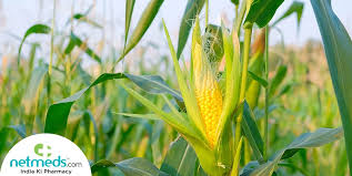 Act in accordance with a wish or command. Corn Maize Cholam Health Benefits Nutrition Uses For Skin And Hair Recipes Side Effects