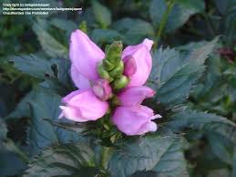 Maybe you would like to learn more about one of these? Plantfiles Pictures Chelone Pink Turtlehead Lyon S Turtlehead Chelone Lyonii By Hczone6