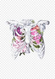 Anatomical illustration, images of the human body, pepin press. Human Body Anatomy Rib Cage Human Anatomy