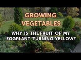 If your vegetable garden leaves show a combination of the two, iron deficiency being the cause for the yellowing of leaves is your best bet. Why Is The Fruit Of My Eggplant Turning Yellow Youtube