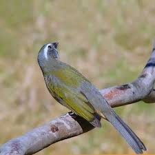 Canto Do Tui Tui Zero Zero Trinca Ferro Casa Dos Passaros Passaros Bicho De Estimacao Aves Do Brasil
