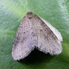 Image result for Operophtera brumata