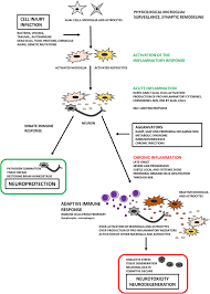Antiphospholipid syndrome in patients presenting with immune thrombocytopenic purpura: Inflammatory Response In The Cns Friend Or Foe Springerlink