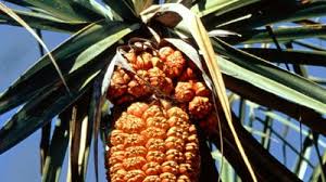 Image result for Velloziaceae