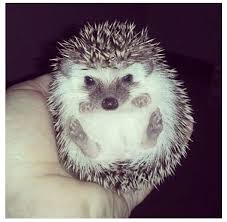 Pet A Hedgehog At The San Francisco Zoo San Francisco California I M Going To The Zoo