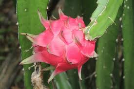These fiber root in dragon fruit trees are usually found on the stem base. How To Grow Dragon Fruit Garden Eco