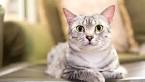 11 Affordable Cat Breeds - Page 2 of 11 - Kitty Lover News