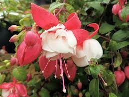How To Care For Fuchsias Where To Plant And Grow Fuchsias