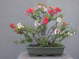 With a rare combination of red, white and pink flowers, sometimes with all three colors on the same flower, the toyo nishili flowering quince is sure to herald the arrival of spring with a bang! Page Not Found National Bonsai Foundation Chaenomeles Bonsai Japonica