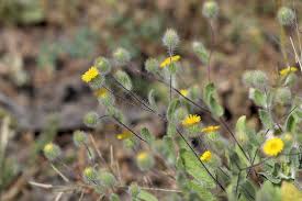 Image result for Pentanema