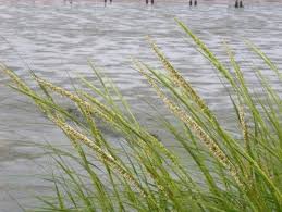 Image result for Scleria foliosa