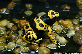 Black And Yellow Frog Calphotos Dendrobates Leucomelas Yellow And Black Poison Arrow Frog Poison Arrow Frog Frog Amphibians
