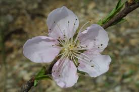 We did not find results for: Alabama Department Of Archives And History Official Emblems State Tree Fruit Peach