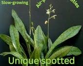 Image result for Oeceoclades maculata