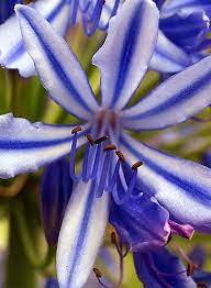 Blue Agapanthus Single Flower Flores Inusuales Flores Exoticas Flores Bonitas