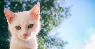 Should I Use Sunscreen On My Cat International Cat Care