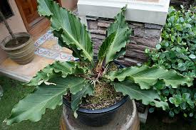 Salah satunya adalah tanaman anthurium yang banyak diburu penggemar tanaman karena memiliki tampilan corak daun yang indah serta bentuk daun lebar yang memberikan kesan kekar. 8 Tanaman Berdaun Lebar Ini Bagus Untuk Dekorasi Rumah
