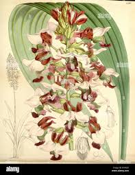 Image result for Eulophia horsfallii