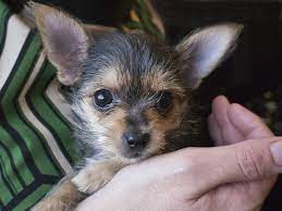 13 Pictures Of Chihuahua Yorkie Mix A K A Chorkie And Breed Yorkie Chihuahua Mix Chihuahua Mix Puppies Yorkshire Terrier Puppies