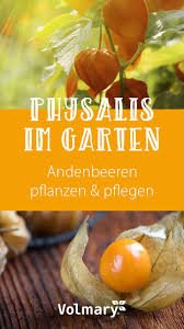 Andenbeeren Pflanzen Und Pflegen In 2020 Physalis Pflanzen Beeren Gefulltes Gemuse