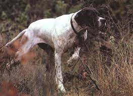 english pointer mastiffs pointer puppies mastiff puppies