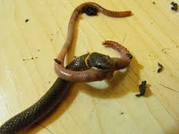 Nördliche ringhalsnatter in den wäldern des nördlichen michigan. Ringhalsnatter Diadophis Punctatus Haltungsberichte Schlangen Terraon De