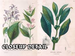 Image result for Stipularia africana