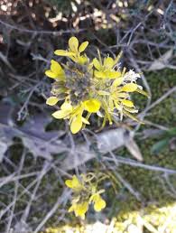 Image result for Erucastrum