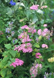 This handy reference is great for the aspiring gardener, or simply anyone wanting to identify different types of pink flowers and learn their names. Best Pink Flowers For Your Garden Better Homes Gardens