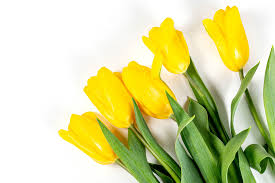 They make you feel special, graceful and elegant at the same time. Desktop Wallpapers Tulip Yellow Flowers White Background 3840x2560