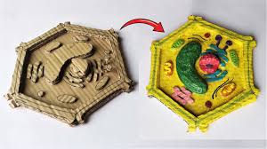 Animal cell model using cardboard. Cardboard Plant Cell Model Diy Project Youtube