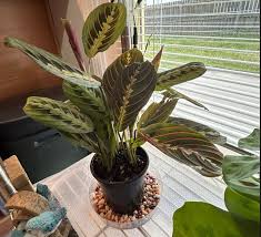 Image result for calathea