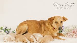 We are open to any breed and as long as we have. Watch Dog And Five Puppies Are Safe After Two Weeks On The Run Seven Hour Rescue In Md Wjla