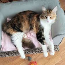Top 10 cat collars for maine coons. Purebred Calico Maine Coon Cat For Private Adoption Averill Park Ny Meet Penelope By Deborah Moore Medium