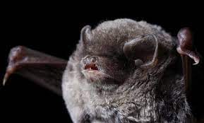 9 видео 9 просмотров обновлен 22 окт. Les Chauves Souris Bretagne Vivante