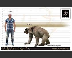 Archaeoindris Fontoynonti The Largest Primate Of Madagascar This Giant Lemur Was Comparable To The S Prehistoric Wildlife Prehistoric Animals Extinct Animals