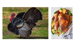 At thanksgiving, people in north america eat turkey… but why? United Kingdom Of Great Britain And Northern Island Prezentaciya Onlajn