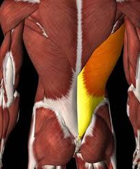 This is my video about the muscles of the back. The Core Muscles Anatomy And Does A Strong Core Prevent Or Reduce Back Pain Qualified Physiologist Adelaide Ep Prospect Physiology
