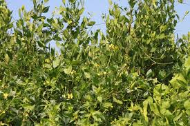 Image result for Vigna luteola