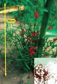 Image result for Striga asiatica