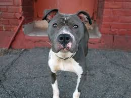 My Name Is Coco My Animal Id Is A0991972 My Animal Pitbull Mix Dog Adoption