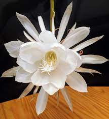 Timelapse Bloom Queen Of The Night My Epiphyllum Oxypetalum Was Getting Ready To Bloom So I Recorded This Time Lapse Video T Bloom Flowers Blooming Cactus