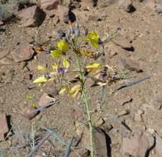 Image result for Cleome angustifolia