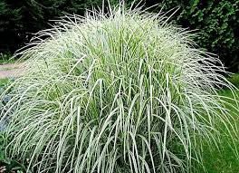 Image result for Miscanthus sinensis
