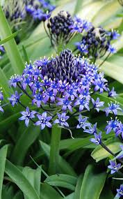 Originaire Du Portugal D Espagne Et D Italie Le Scille Du Perou Est Repandu Dans Les Sous Bois Frais Du Bassin Mediterraneen Fle Arbre Fleuri Fleurs Bulbes