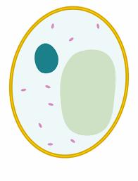 We did not find results for: Cells Clipart Animal Simple Yeast Cell Diagram Transparent Png Download 183902 Vippng
