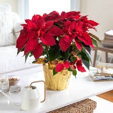 Make sure the plant is protected for the trip. Poinsettia Indoor Plant Care Growing Guide