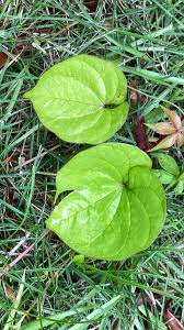 Image result for Polystachya villosa